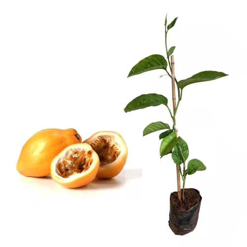 Genérico, Muda de Maracujá Doce 20 a 40cm AMK - Plantas Online