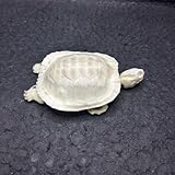 KSVMOAG Echte Tierpräparate Schädel Skelette Wissenschaftliche Lehrmittel Biologie Kuriositäten Sammlung Einzigartiges Geschenk (Schildkrötenskelett)