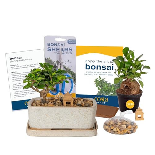 Costa Farms Bonsai Tree Kit, DIY Live Bonsai Tree Includes Tools, Potting Soil Mix, Plant Pot, Fun Arts and Crafts Activity, Gardening, Birthday Gift, 10-Inches Tall