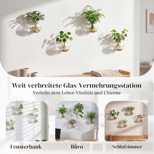 Glasseam Hängende Blumenkästen aus Glas, 6 Stück, kugelförmig, Blumentöpfe, Terrarium, Behälter mit 6,36 Oz, Bunte Steine… – Ansicht 6