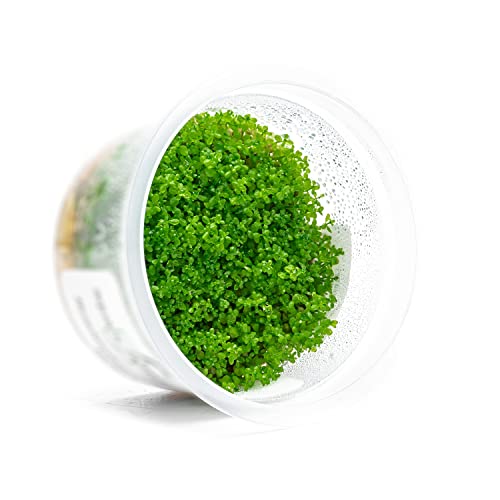 Substratesource Dwarf Baby Tears Hemianthus Callitrichoides Live Aquarium Plant Tissue Culture Cup - 100% Snail Free In Vitro (Dwarf Baby Tears) #TOP2