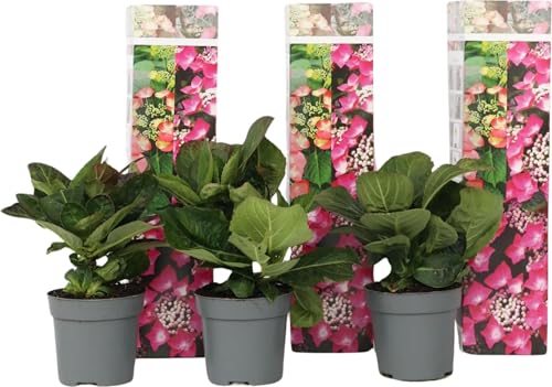 3 Pflanzen im Set Bauernhortensie & Tellerhortensie Hydrangea macrophylla Red Bull& winterharte Blühpflanzen im Topf, Höhe 20-30 cm, kräftige Gartenpflanzen für Terrasse & Beet