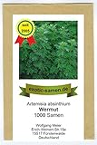 Wermut - Artimisia absinthium (1.000 Samen)