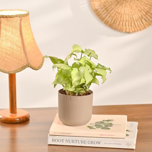 Image of Ugaoo Combo of 4 Live Indoor Plants with ibiza Pots (mocca) - Jade Plant, Syngonium White Butterfly, Syngonium Pink Neon, Money Plant N Joy | Ideal for Home Decor & Office