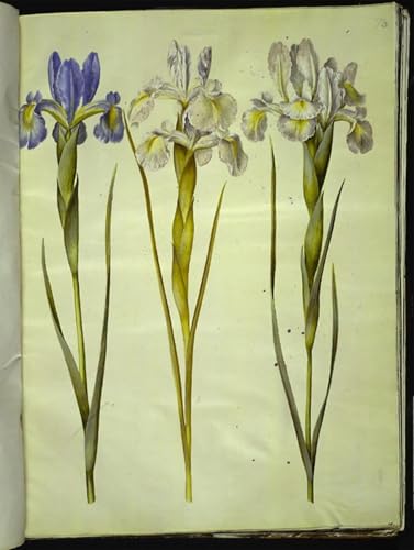 Lienzo pintura vintage de Iris latifolia: el toque botánico clásico ideal para tu dormitorio