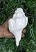 ASHIRWAD Genuine Blowing Shankh Vamavarti Dattatreya - Conch Shell - Puja Ritual - Shankhnaad (6.0 inches)