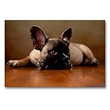 Premium Textil-Leinwand 90 x 60 cm Quer-Format Rocky - Französische Bulldogge,16 Wochen | Wandbild, HD-Bild auf Keilrahmen, Fertigbild auf hochwertigem Vlies, Leinwanddruck von Jana Behr