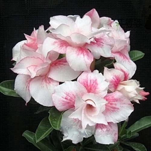 SeeGreen -Adenium obesum - colour guaranteed live plants without pot (1 per packat,) (B0CYMZQLM8) Amazon Price History, Amazon Price Tracker