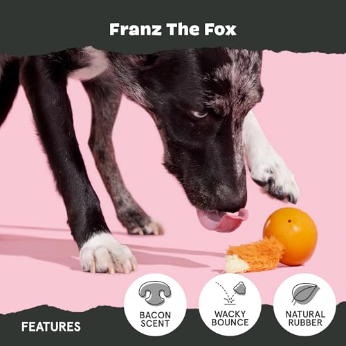 Image of BarkBox Franz The Fox Dog Toy | Natural Rubber, Bacon Scented, Thrashy Tail & Wacky Bounce | Dog Toy for Aggressive Chewers