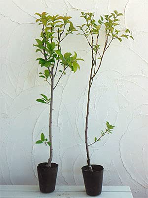 Amazon.co.jp: リンゴ2種受粉樹セット：王林（おうりん）と紅玉（こう