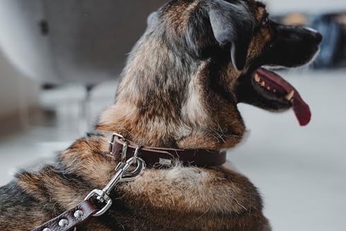 Hunter Hundehalsband Grenada aus Leder, Farbe: Dunkelbraun, handgefertigt in Deutschland, für Training und Alltag, robust, komfortabel, Schlichtes, Elegantes Design, Größe: 32, Umfang: 24-28 cm