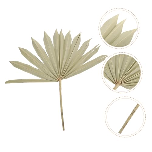 Decoración Natural Hoja de Palma Secada para Arreglos miniatura 5