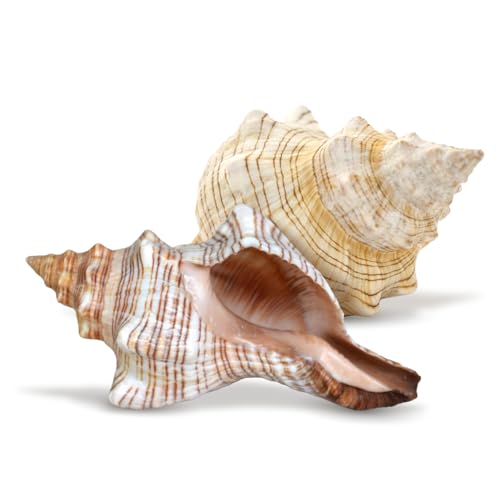 Nautical Crush Trading Fox Striped Conch - 2pc 5-6 inch - Large Sea Shells for Wedding Decor and Beach Themed Party - Handpicked Natural Conch Shell for Crafts and Sea Shells Decoration