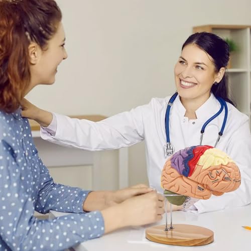 Image of Brain Model 3D, 2 Times Enlargement 4-Part Human Brain Model with Functional Area Color Separation and Anatomical Location Identification for Learning the Structure of the Brain