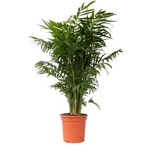 Plant in a Box - Chamaedorea elegans - Bergpalme - Bergpalme - Schmuckpalme - Zimmerpflanze - Topf 20cm - Höhe 80-90cm