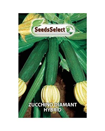 Semi Zucchino Diamant Hybrid F1 busta n semi ca 20