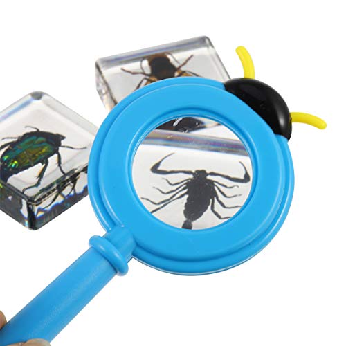 NUOBESTY Conjunto de EspÃ©cimes de Inseto de 4 PeÃ§as EspÃ©cime de Coleta de Forro de EscorpiÃ£o de