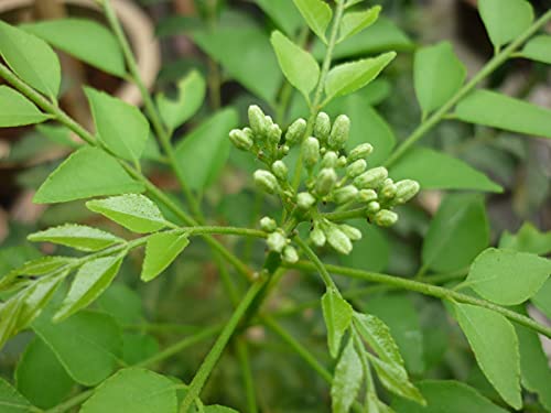 Image of Kalfo Curry Leaves Live Plant Curry Tree Curry Patta Plant Meetha Neem Curry Patta Outdoor Plant for Home and Garden with Black Pot