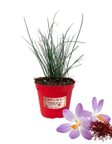 P. Piantine da Orto | Zafferano, Pianta in Vaso Diametro 14 cm, Pianta Pronta per il Trapianto, Pianta Vera da Esterno, Vivaio Italiano