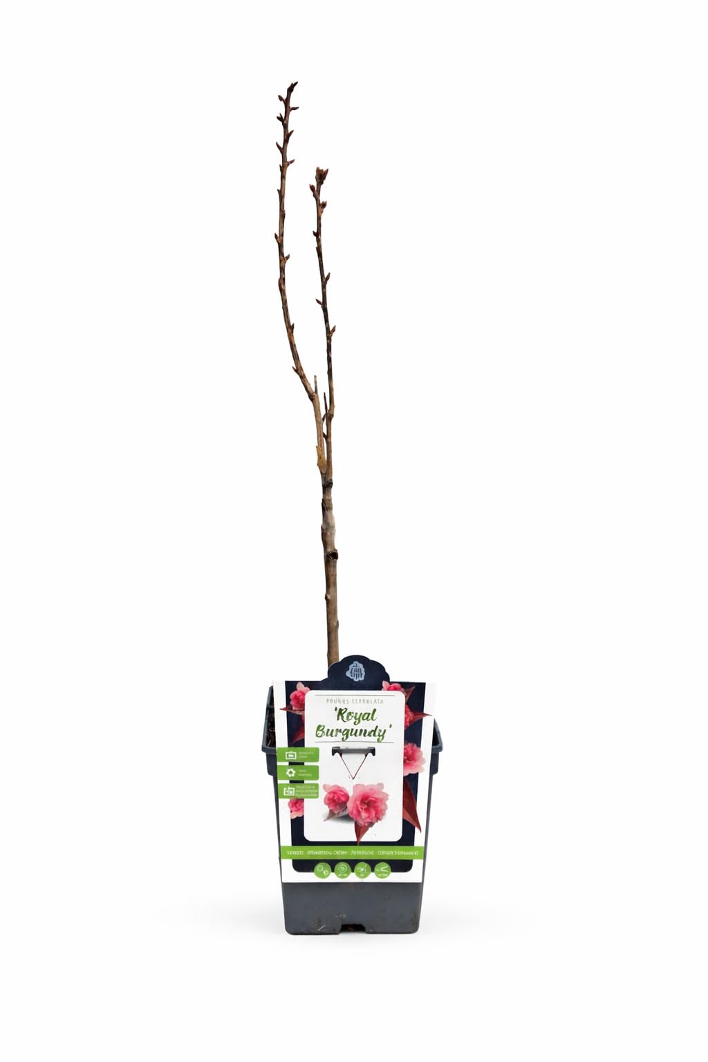 Prunus serrulata 'Royal Burgundy' 100-120 cm - japońska wiśnia goździkowa - ozdobna wiśnia
