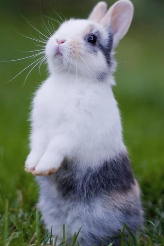 Bunny Rabbit Poster for Room Wall Decoration, Unframed, Size - 12 X 18 Inches || K2C P16123