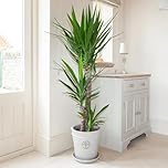 YouGarden Yucca elephantipes Large Houseplant with 3 Stems, 1.2m - 1.4m Tall Established Plant in 24cm Pot, Air Purifying Plant Yucca Indoor Plants in Pot, for Home and Office