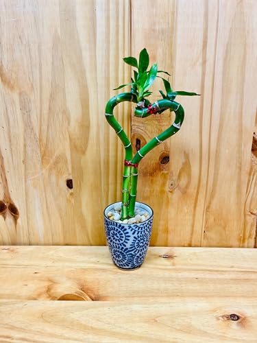 Live Lucky Bamboo Plant Heart Shape in Ceramic Cup