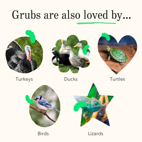 Image of Grubbly Farms Grubblies - Black Soldier Fly Larvae for Chickens - Chicken Treats Grown in the US and Canada - for Strong Eggshells and Healthy Feathers - Grubblies Hometown Harvest 5LB