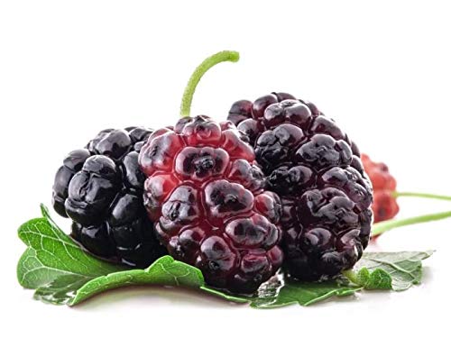 Green Paradise® Red Mulberry Live Plant Suitable For Bonsai