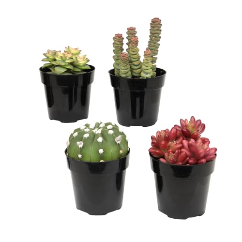 Altman Plants, Succulent Fairy Garden Kit (4 Pack), Live Succulents Plants Live Houseplants, Fairy Garden Accessories Terrarium Plants, Indoor Plants Live Plants Indoor House Plants, Succulent Plants -  B07DQ8X6MC