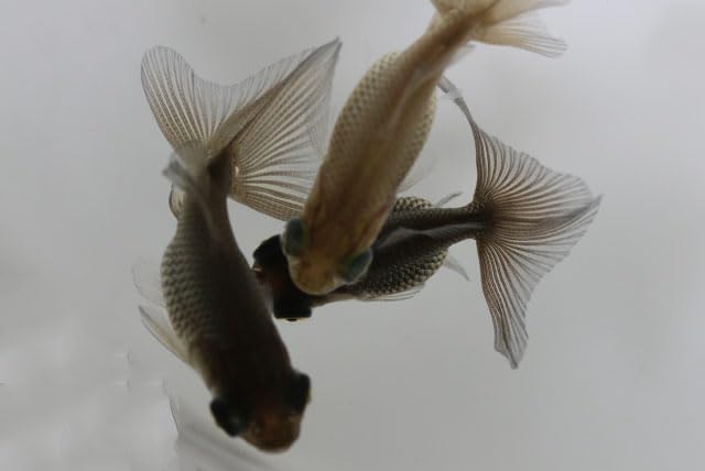 Amazon | ☆国産金魚☆ 蝶尾 当才魚 3匹セット 全長約4~6cm (生体 Amazon | ☆国産金魚☆ 蝶尾 当才魚 3匹セット 全長約4~6cm (生体