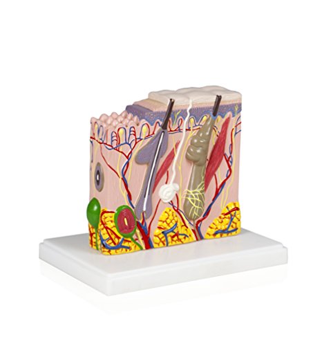 Image of Parco Scientific PB00139 Human Skin Model from Scalp Section