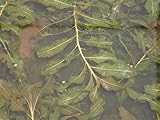 PlantaPro