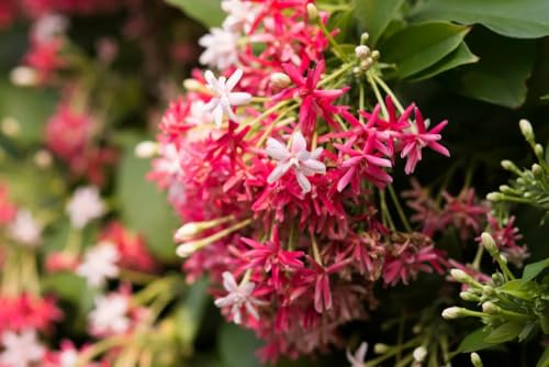 Image of Live Madhumalti Plant (Rangoon Creeper) Pack of 1 | Fragrant Flowering Climber Vine for Home Garden, Balcony & Terrace | Outdoor Decorative Creeper Plant
