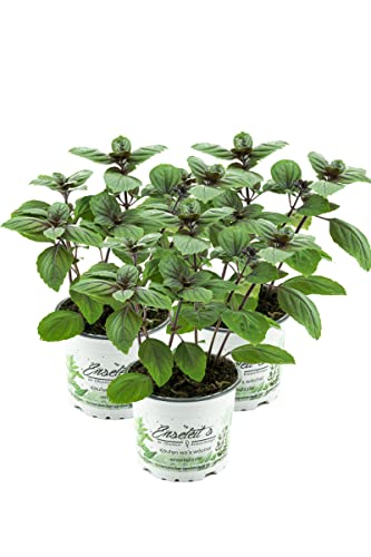 3er Set Strauchbasilikum, Strauch Basilikum Pflanze, Das Original African...