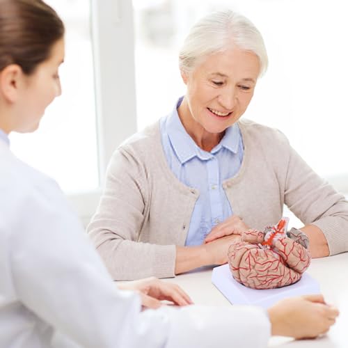 Image of SFXYJ Charts Human Brain Anatomical Model, 8-Part Model of Brain Life Size Anatomically Accurate Brain Model w /Labels & Display Base for Science Classroom Study Display, Manual Included
