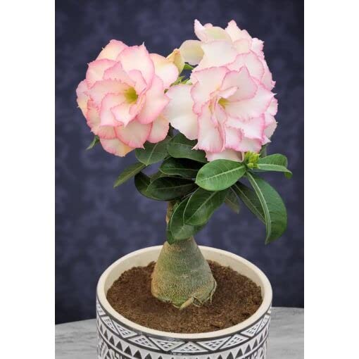 Cloud Farm Air Layered Adenium/Desert Roses Live Flower Plant CF_1541 (B0BB1331LW) Amazon Price History, Amazon Price Tracker