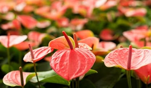 Substrato Orquideas e Antúrios Fibra de Coco - 5kg / 25L