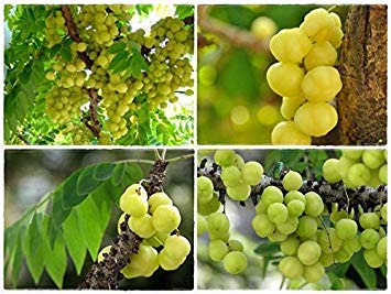 Germinazione I Semi: 150: Nuovo!! Semi Phyllanthus acidus Stella Uva spina EUPHORBIACE. Raro giardino Chittra: semi