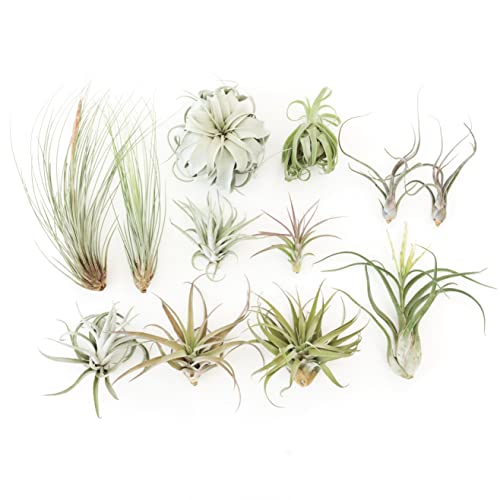 Air Plant Shop 12 Pack Tillandsia Jumbo Variety Pack Air