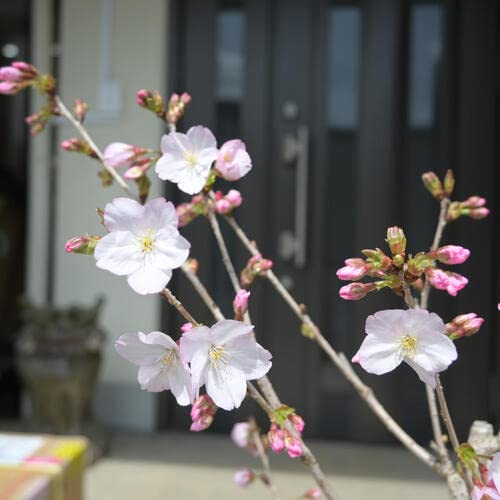 Amazon.co.jp: 桜の苗木 御殿場サクラ苗 2本セット 御殿場桜苗 Amazon.co.jp: 桜の苗木 御殿場サクラ苗 2本セット 御殿場桜苗