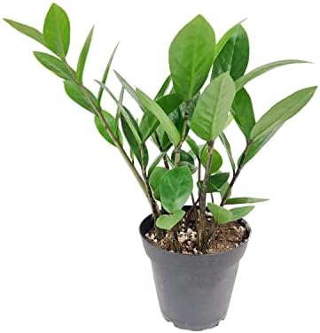 ZZ Plant (4" Grower Pot) - Low Light and Healthy Houseplant - Eas...