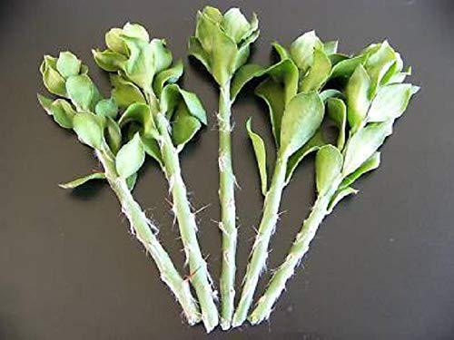 SEMI DI GERMINAZIONE: 5X Pereskiopsis spathulata pfropfen magazzino Kaktus Graft Blattkakteen 5 Stecklinge 4"