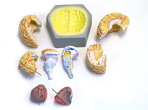 Image of Eisco Labs Model, Human Brain, with Arteries, 9 Parts