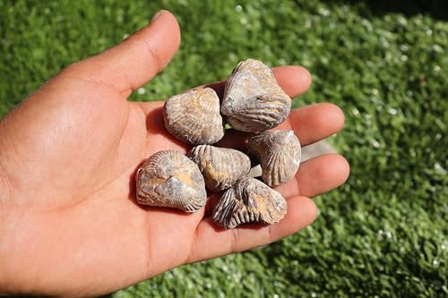 Image of Amazing Marine Fossil Collection: 4 Fossilized Sea Urchins and 6 Authentic Brachiopods, Perfect for Collectors and Natural Decor A168