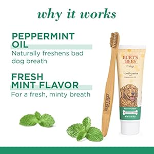Burtsbeesforpetsnaturallyderivedoralcarekitdogdentalkitwithtoothpastebambootoothbrushdogtoothbrushandtoothpastewithhoneysucklepeppermintoilfreshmintflavor25oz  Urban Country Home Decor Burts bees for pets naturally derived oral care kit dog dental kit with toothpaste bamboo toothbrush dog toothbrush and toothpaste with honeysuckle peppermint oil fresh mint flavor 25 oz  urban country home decor