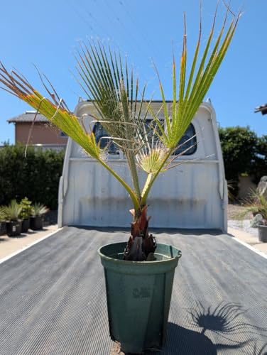 観葉植物 ワシントンヤシ」の人気商品一覧 | 安い商品を通販サイトから