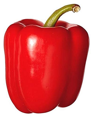 Portal Cool Ensalada dulce de pimiento California Wonder Semillas Anual Capsicum asar la herencia