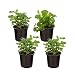 The Three Company Healthy Live 4" Lemon Balm (3 Per Pack), 1 Pint Pot, Natural Stress Reliever