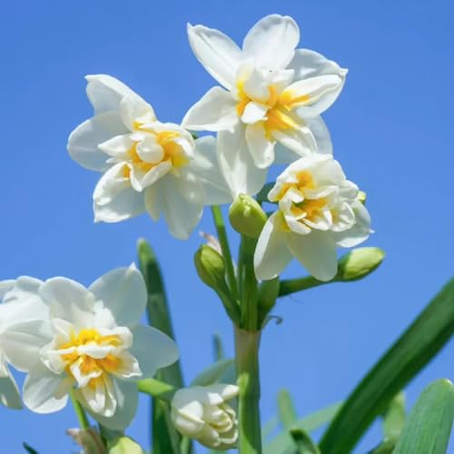Bulbi di narciso Pianta perenne resistente all'inverno, Piante resistenti all'esterno fiori bulbi perenni resistenti bulbi da fiore a precoce fiori pianta fiori bulbosi 6pcs
